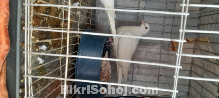 ঘুঘু ২জোড়া